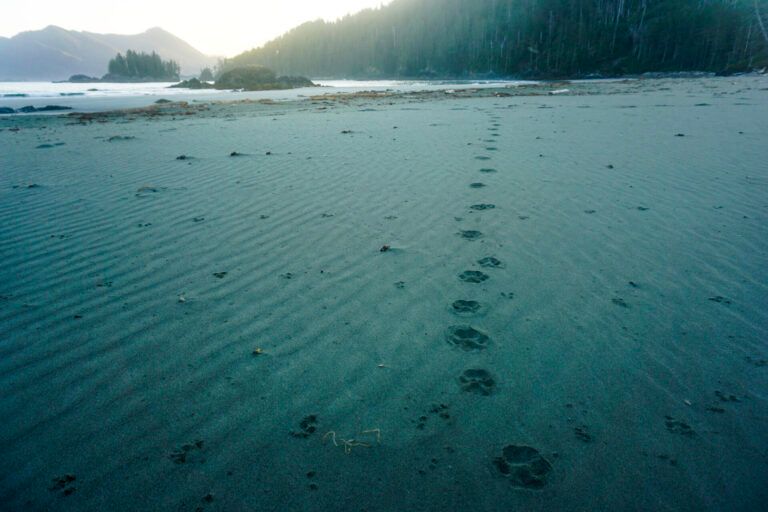 Footprints in wet sand on a misty beach at sunrise, with forested cliffs in the background