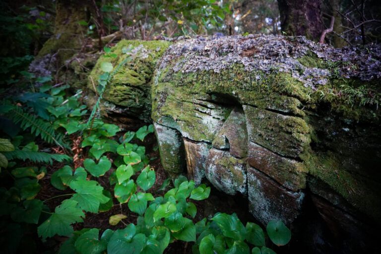 Moss-covered fallen log in a lush forest with green ferns and leafy groundcover
