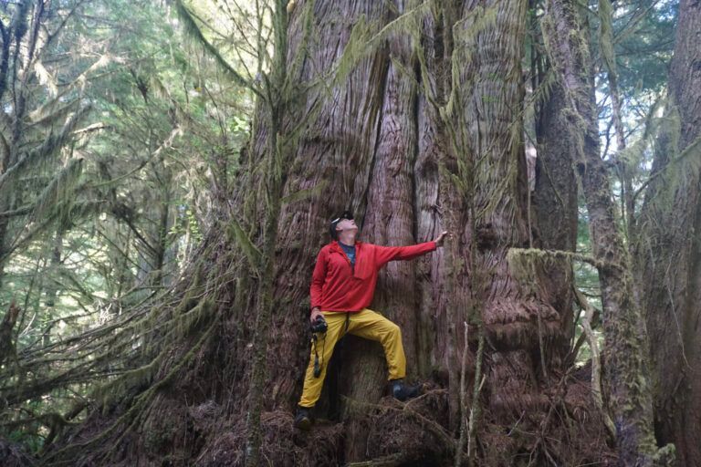 Person in red jacket and yellow pants climbing a massive tree in a forest