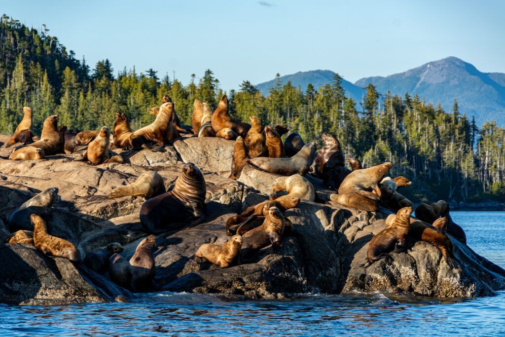 Sea lions lounging on rocky shoreline with forested mountains and blue water in the background