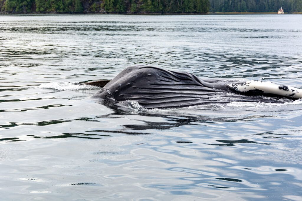 Whale surfacing in calm water near a forested shoreline