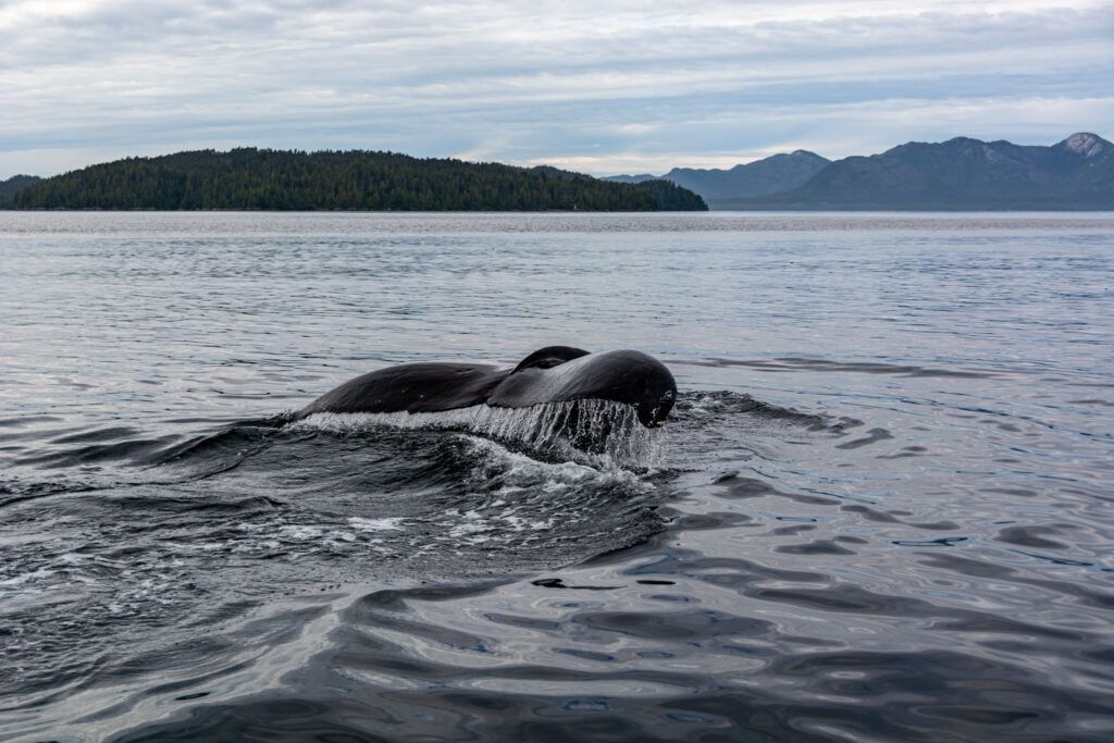 Whale surfacing in calm gray water near a forested island and distant mountains