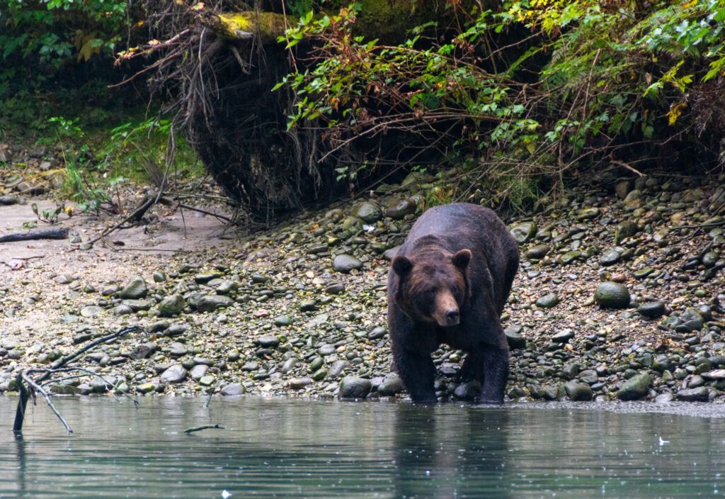 Brown bear standing at a riverbank beside calm water, facing the camera in a forested area.