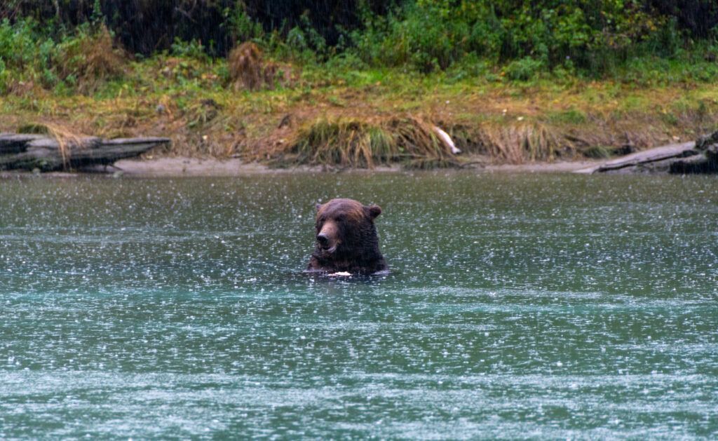 Bear standing in a river with forested banks in the background
