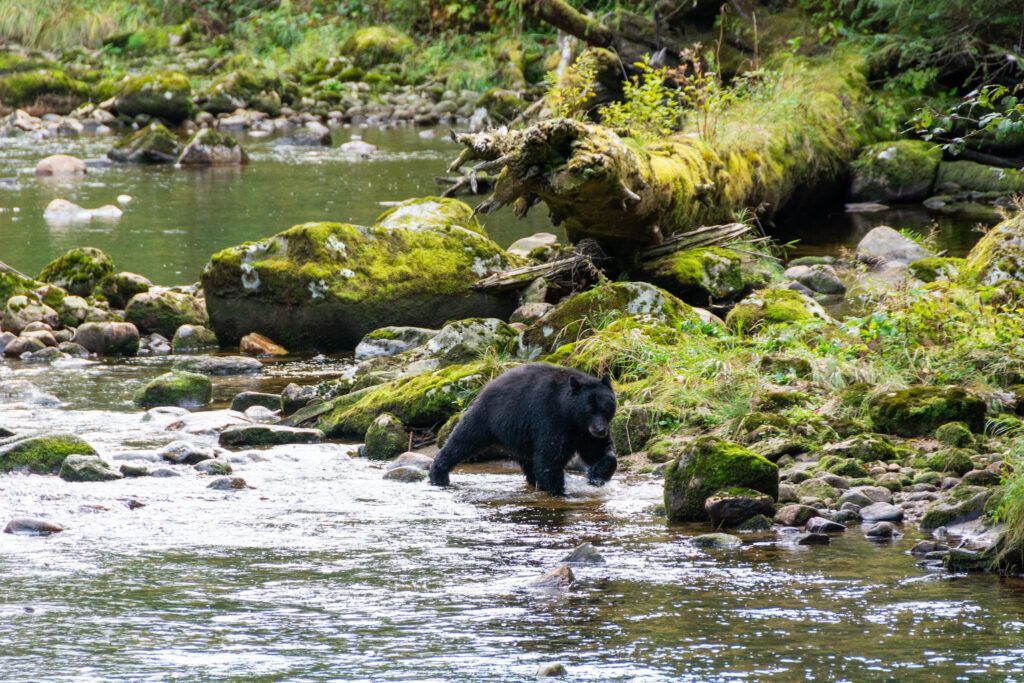 Black bear drinking from a rocky stream in a green forest.