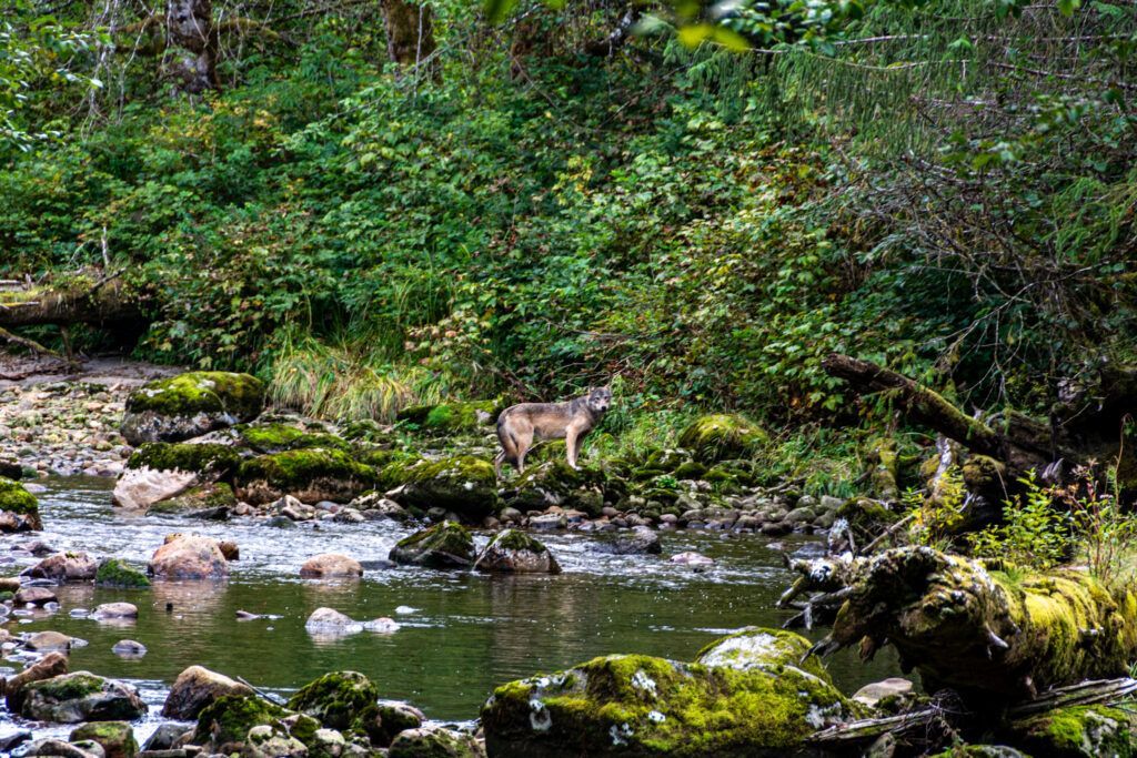 Deer standing by a rocky stream in a dense green forest