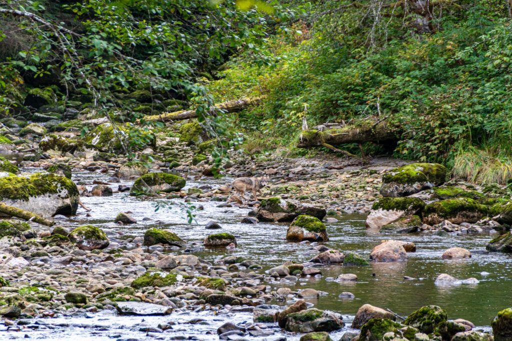 Rocky stream flowing through a lush green wooded area