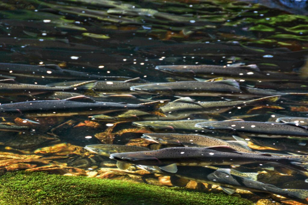 Several fish swimming in clear water over a rocky streambed with green algae