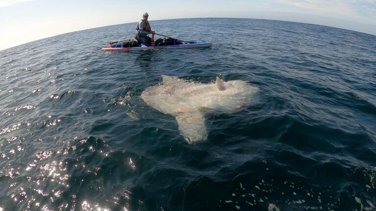 Person on a paddleboard above a large shark visible just beneath the water surface