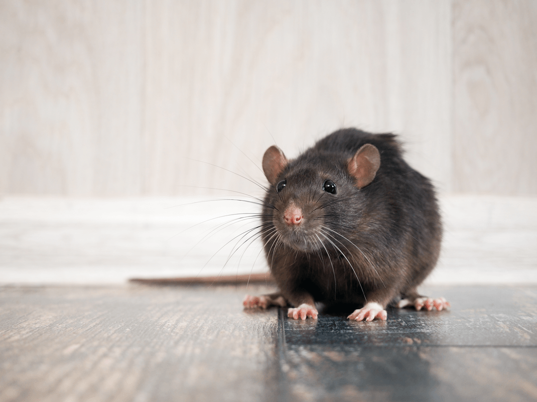 a rat is sitting on a piece of paper on the floor .