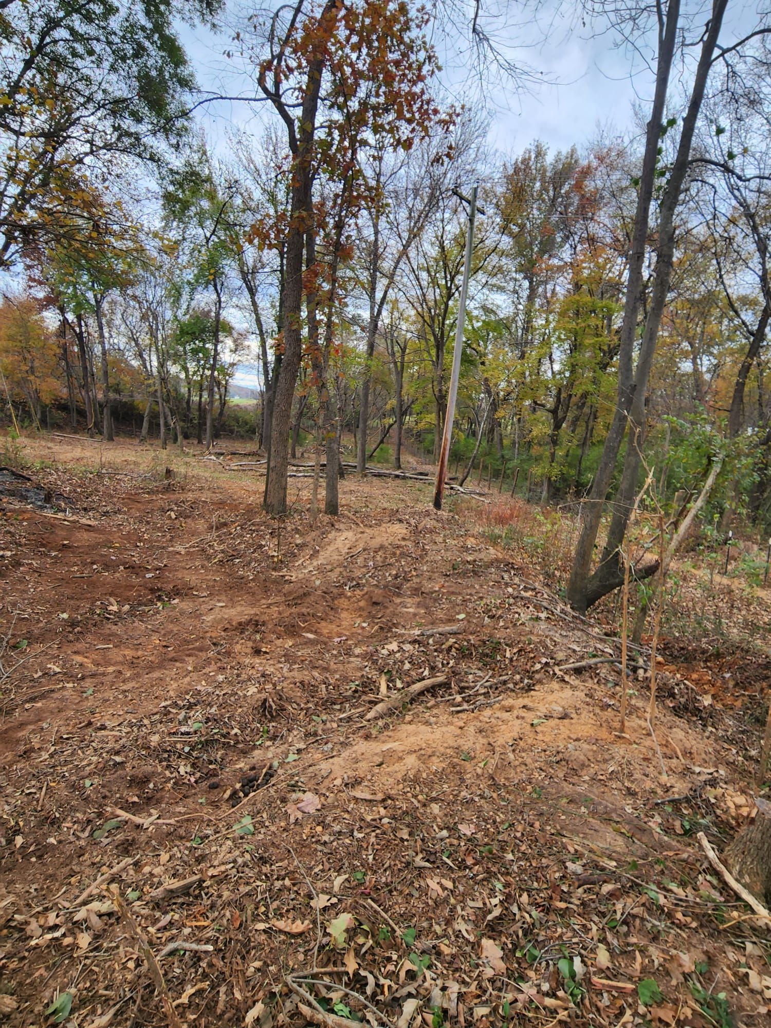 Dry wooded hillside with sparse trees, brown leaf litter, and exposed soil under a clear sky