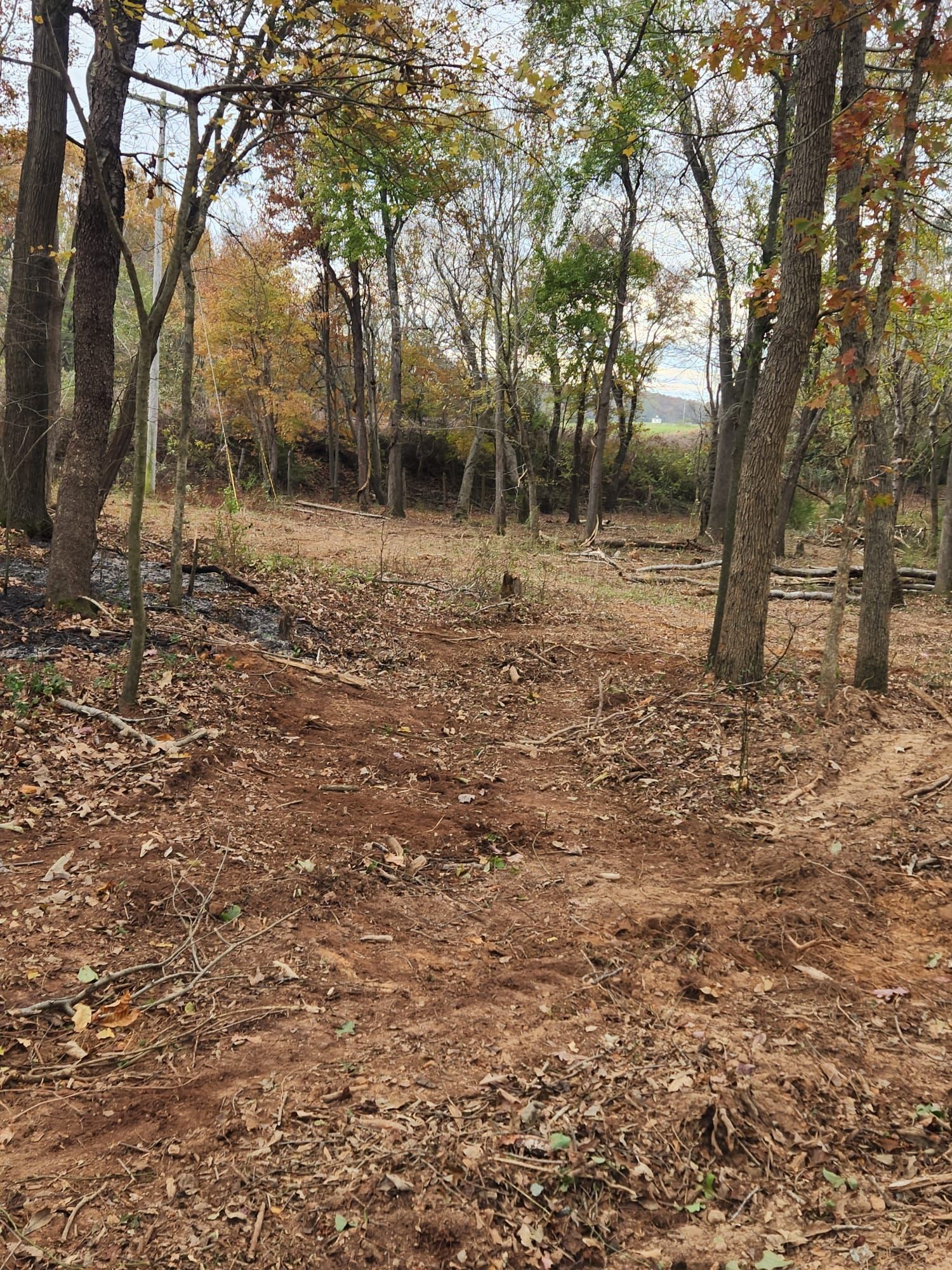 Wooded trail with dry brown leaves and sparse autumn trees under a clear sky