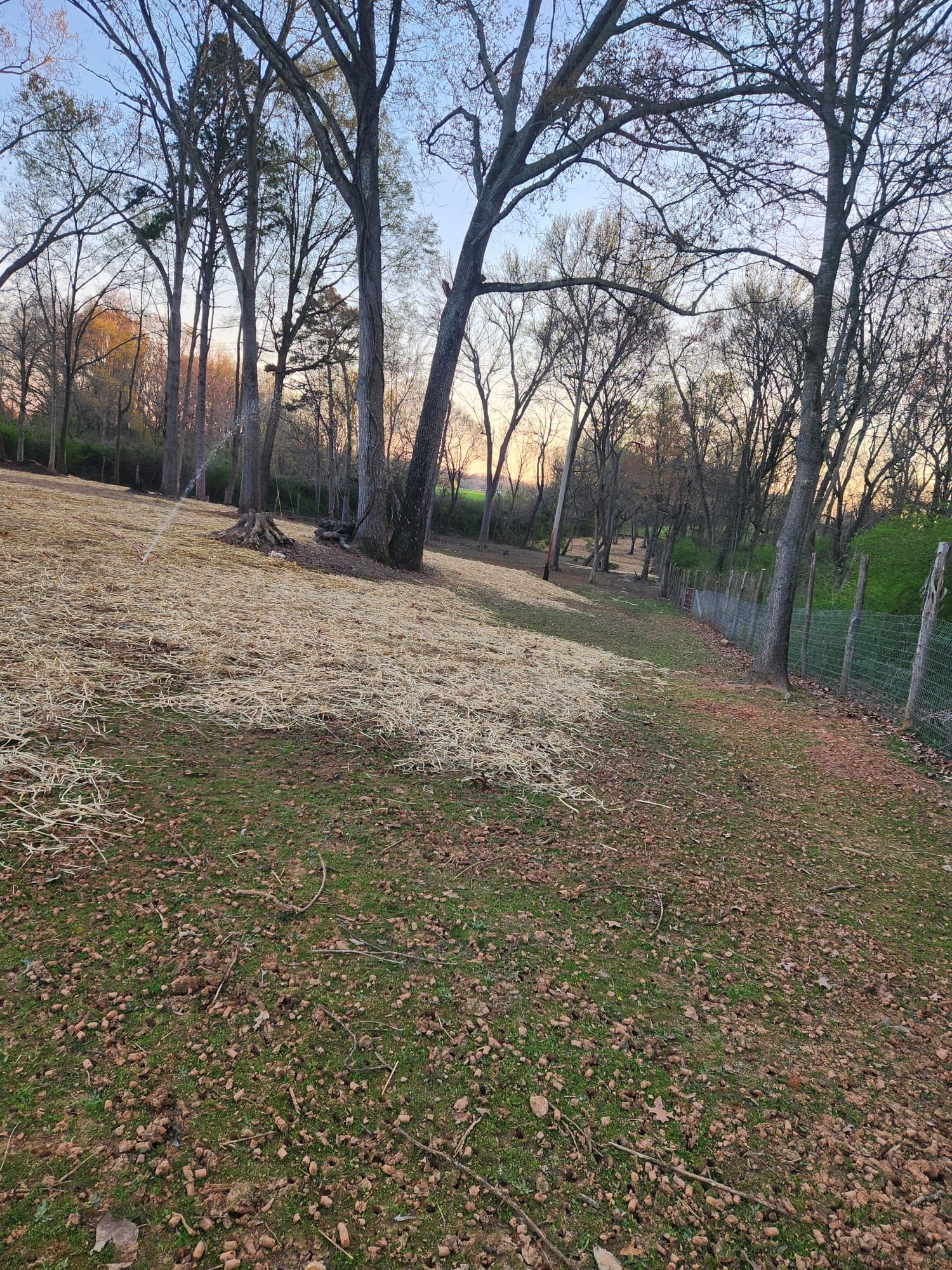 Grassy path beside bare trees and a pale mulch-covered slope at sunset