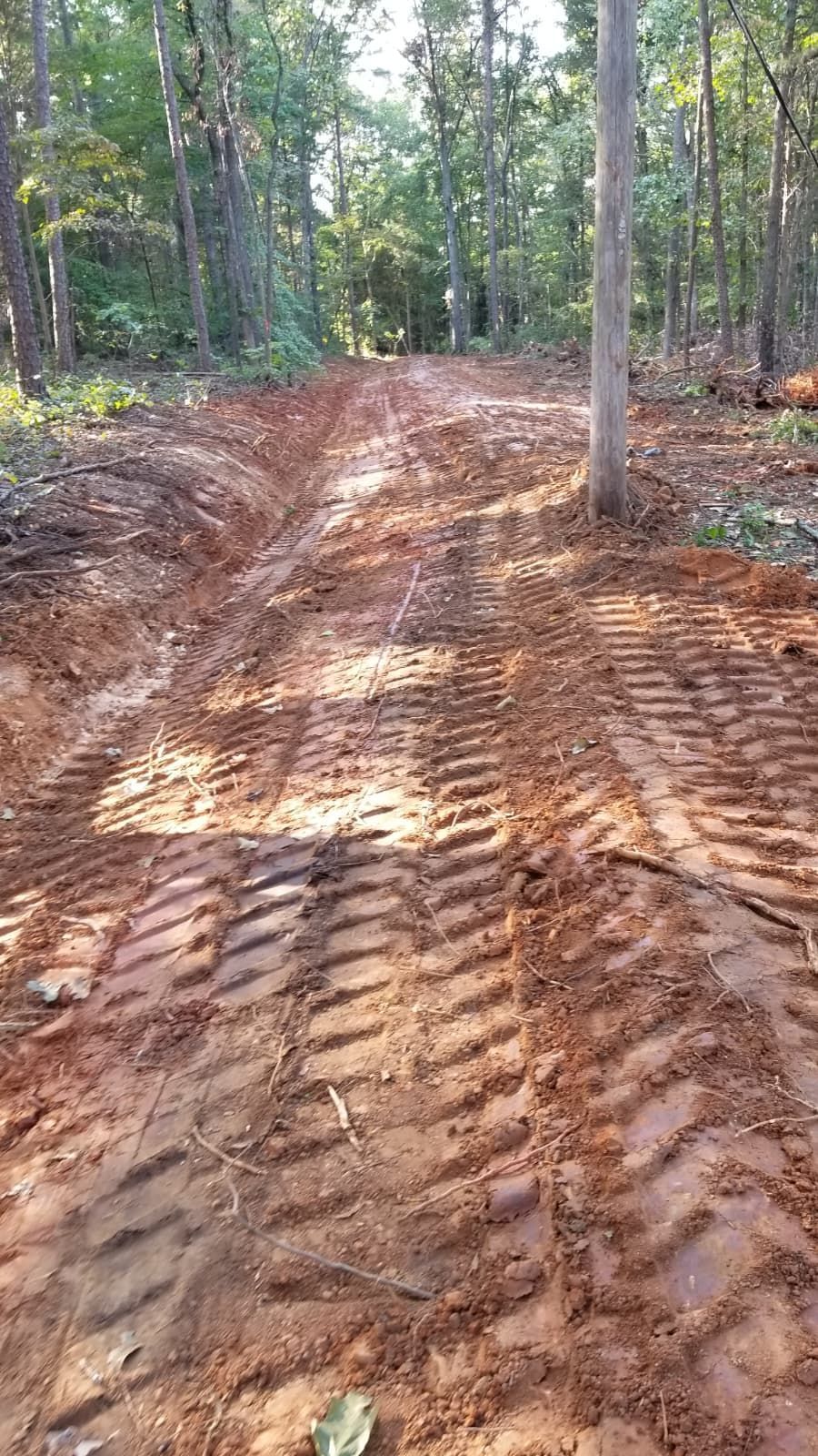 Rutted dirt road through a wooded forest, with tire tracks and sunlight filtering through trees.