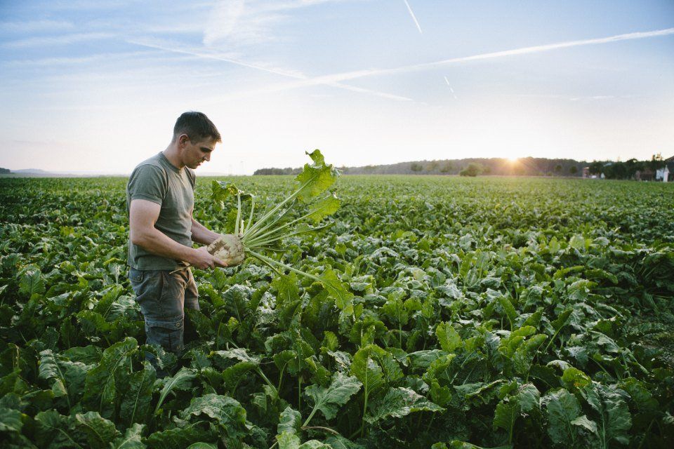 Campo agricolo