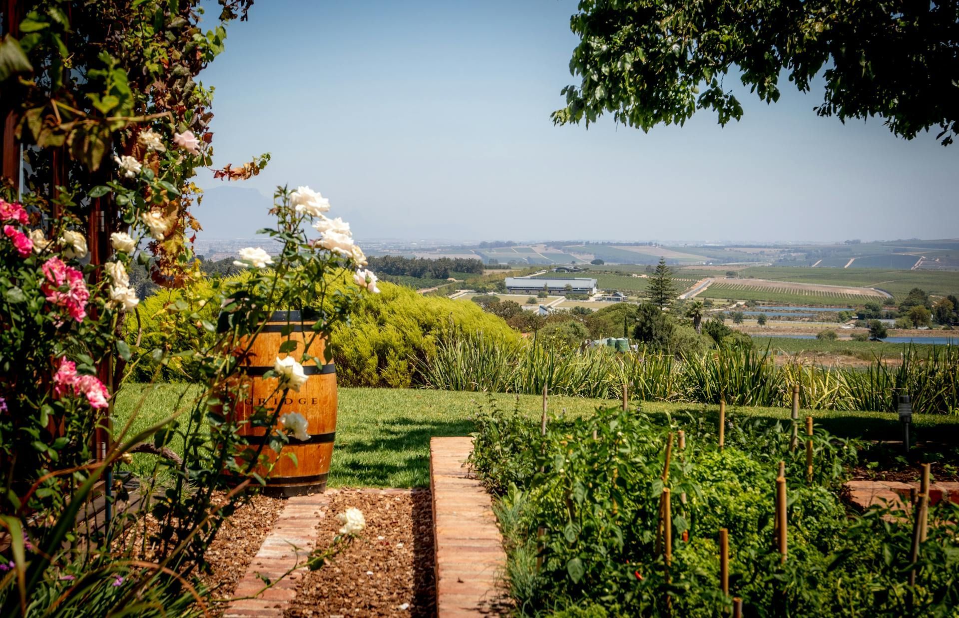A wooden barrel planter overflowing with white roses sits beside a garden path, overlooking a rolling, sunlit vineyard.
