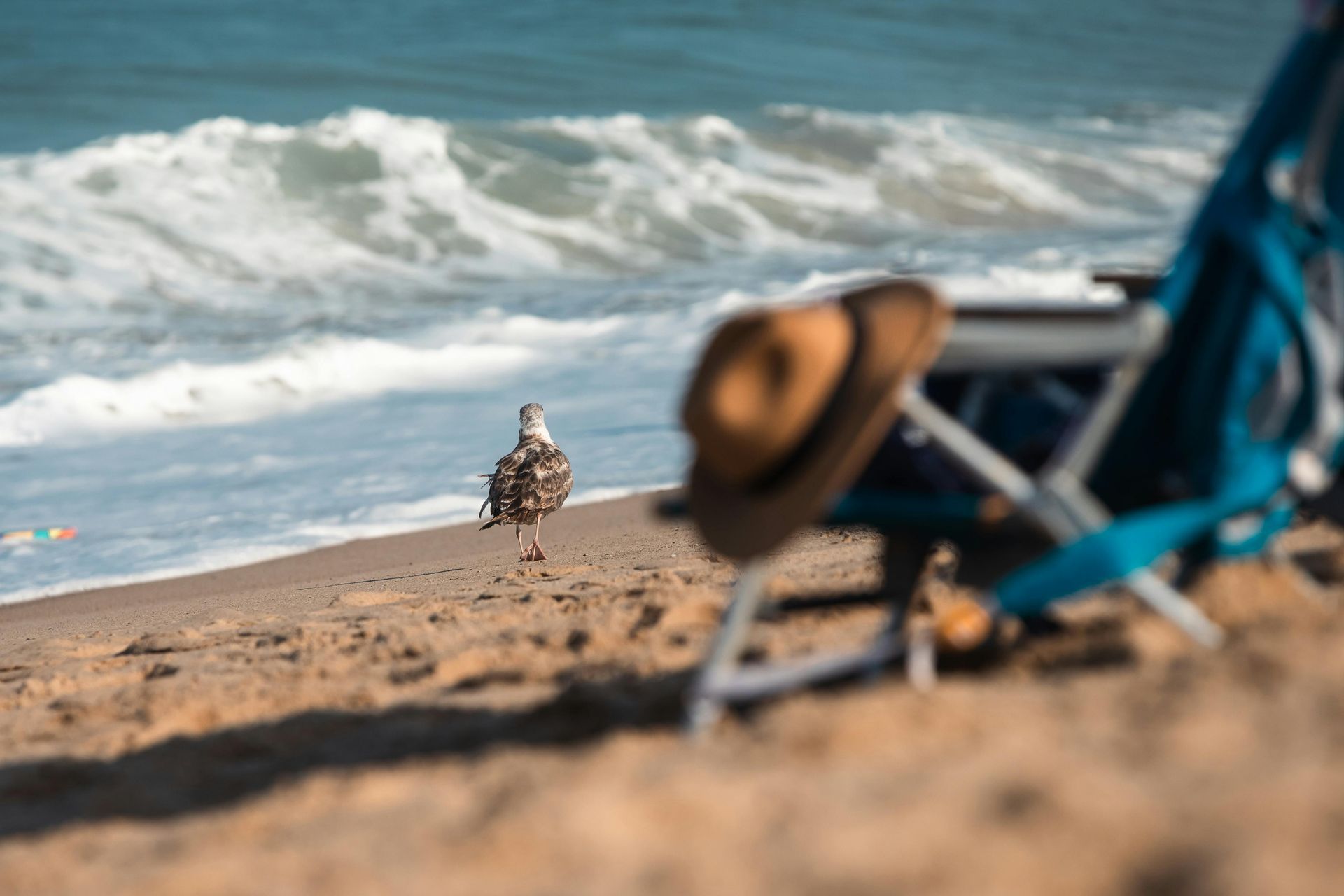 A seagull walks on a sandy beach near a blurred blue beach chair with a brown hat resting on it.