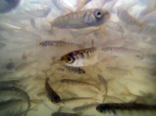 From the Oroville Feather River Fish Hatchery, 50,000 fingerlings were hauled in a trailer to the Yolo Bypass. They were weighed, tagged, and released into a rice field. Photo taken March 13, 2013. Picture