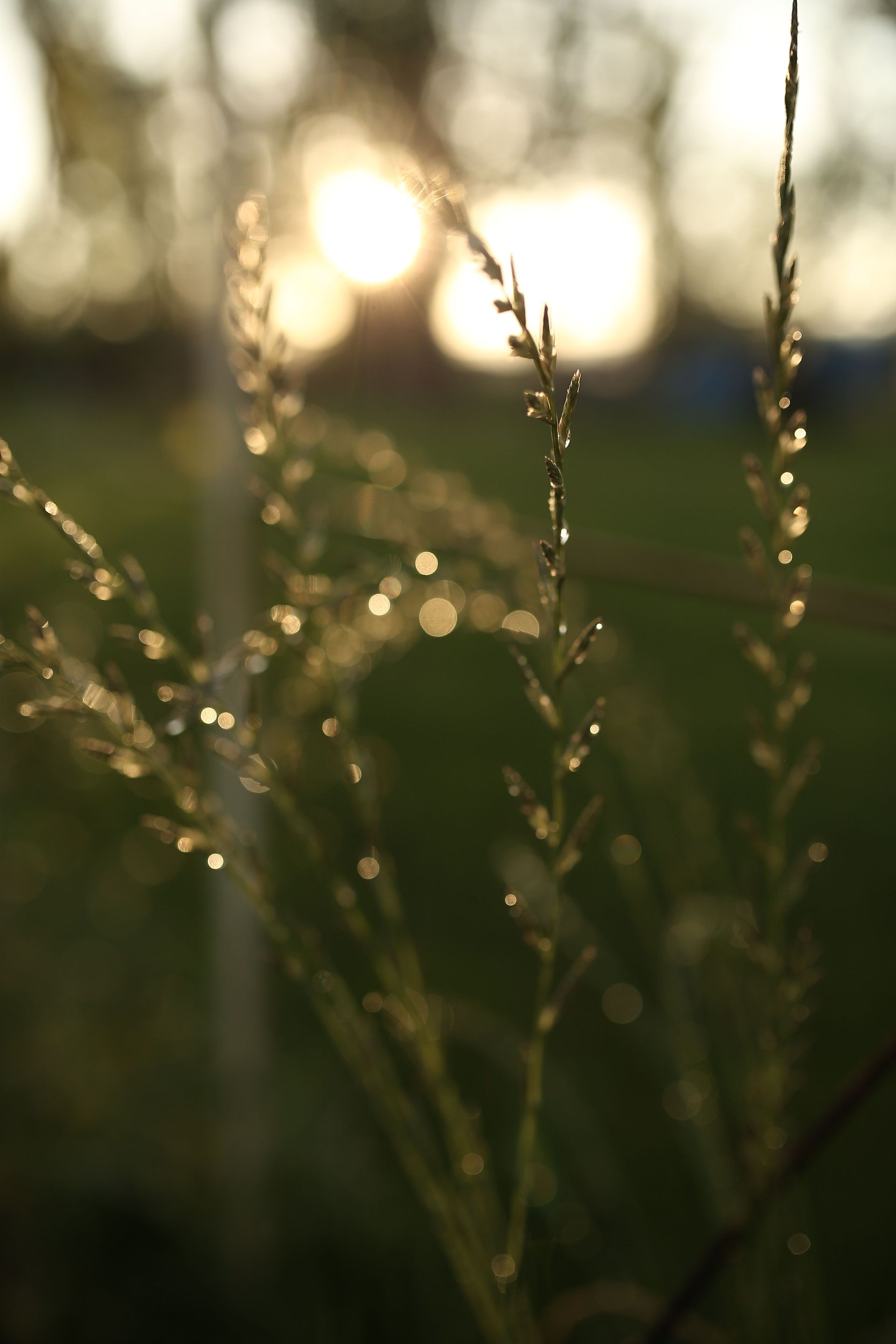 Graszaadpluimen in een veld bij zonsondergang