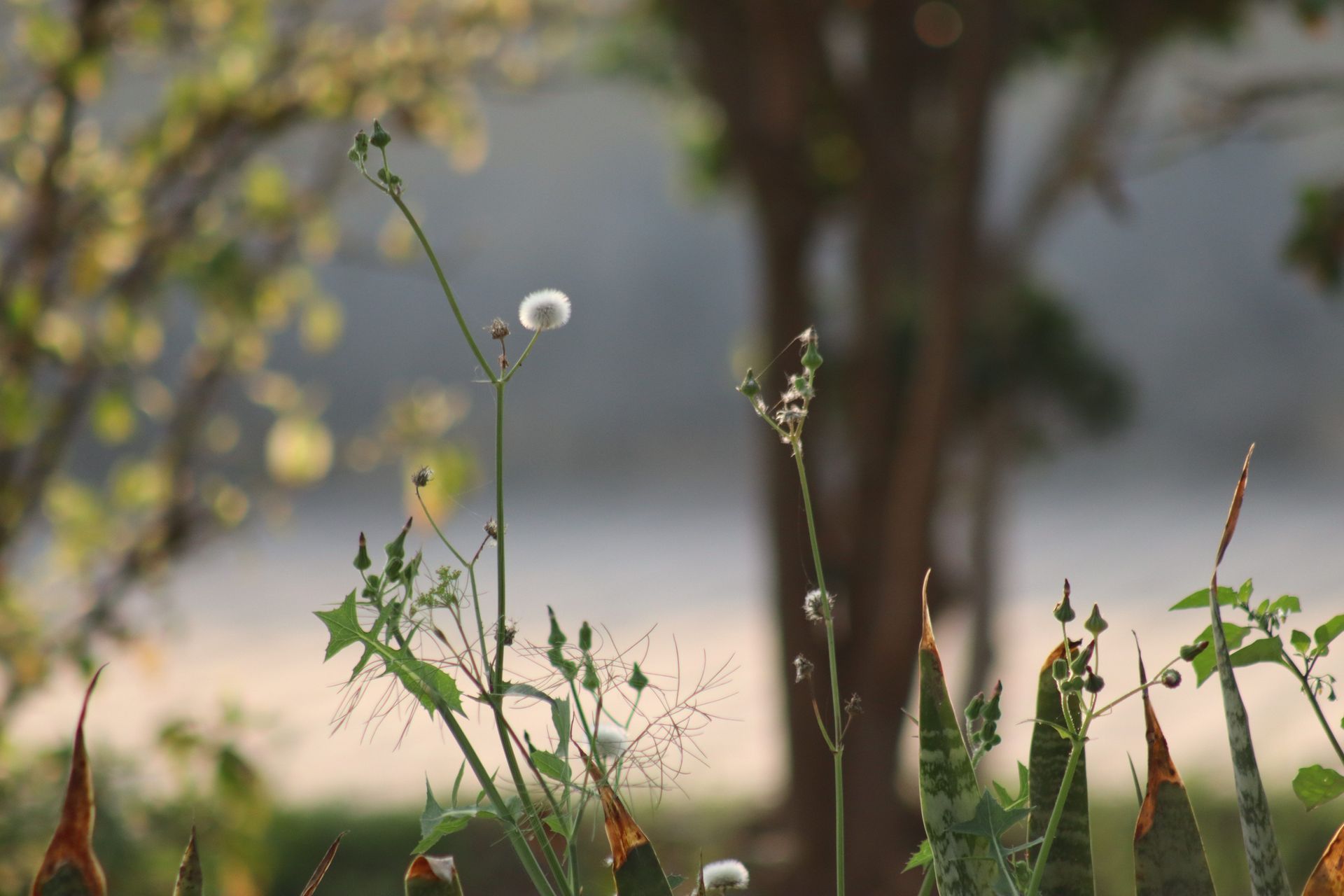 Wilde grassen en kleine witte wilde bloemen in een wazig belichte weide, met een onscherpe boomstam op de achtergrond.