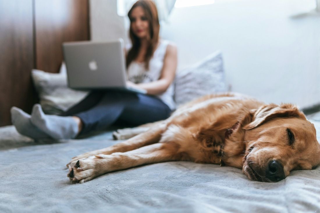 A Woman is Sitting on a Bed With a Laptop and a Dog — MoneySmith Group In Kingscliff, NSW