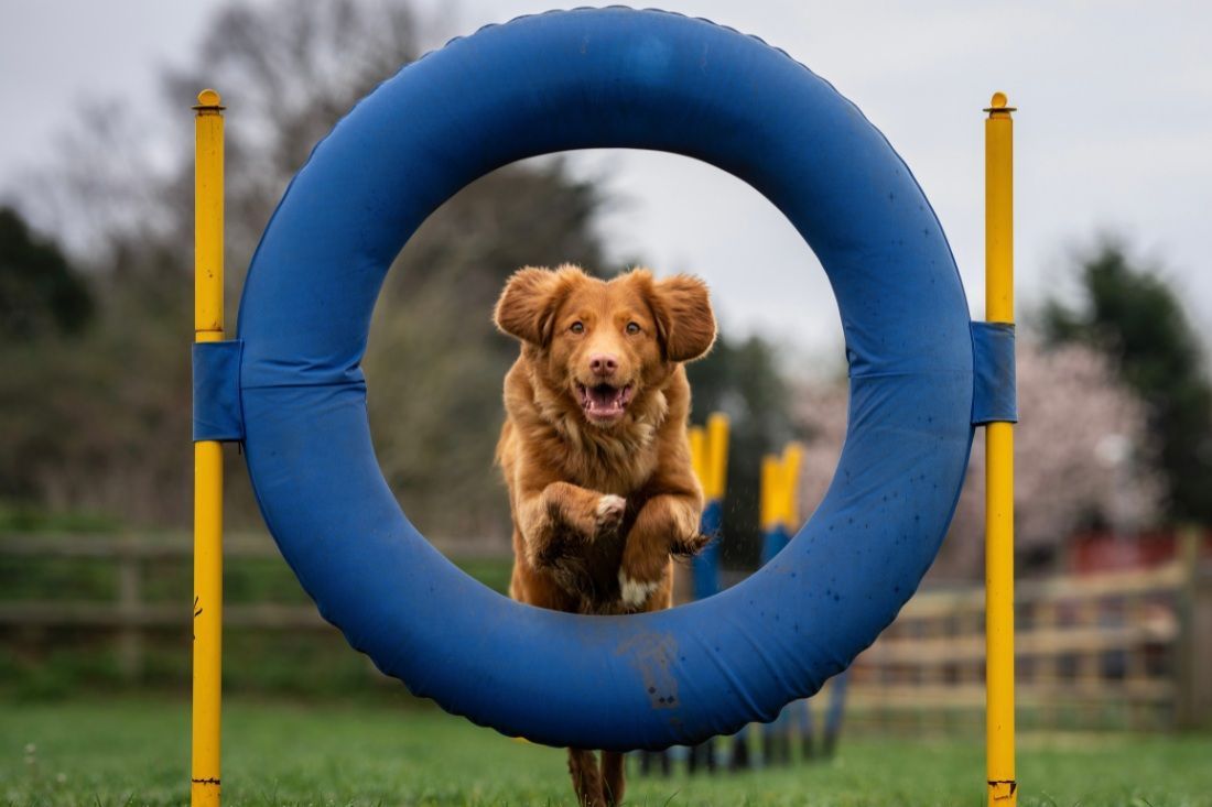 A Dog is Jumping Through a Blue Tire — MoneySmith Group In Kingscliff, NSW