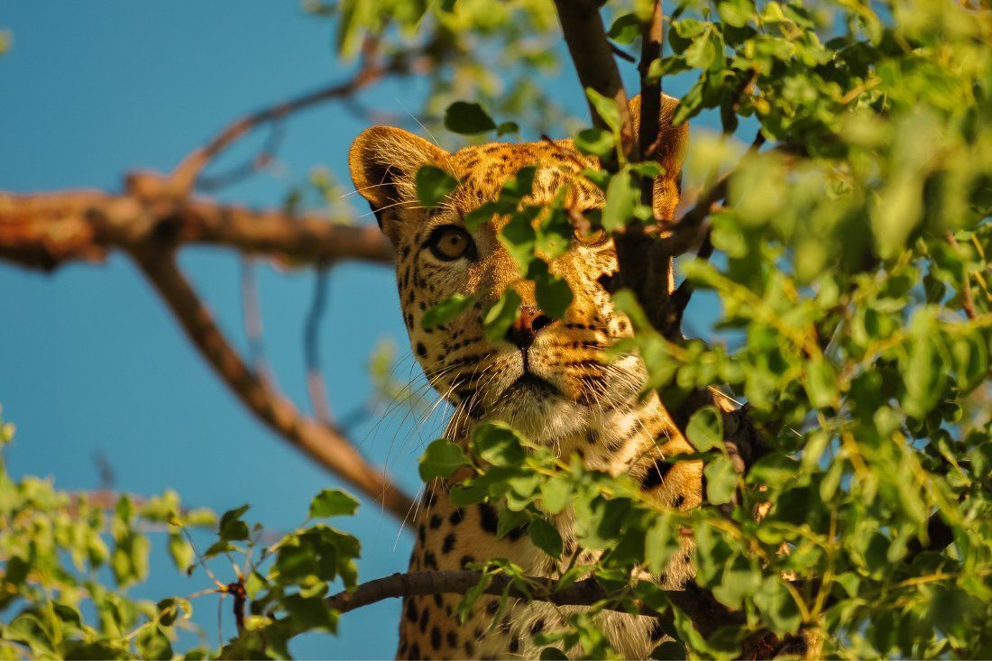 A Leopard is Sitting in a Tree Looking Up at the Camera — MoneySmith Group In Kingscliff, NSW