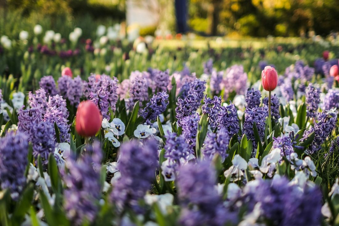 A Field of Purple and White Flowers With a Red Tulip in the Middle — MoneySmith Group In Kingscliff, NSW