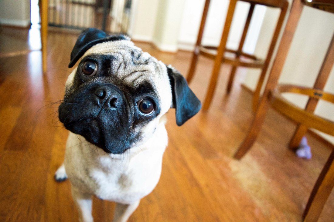 A fawn-colored pug with a black mask looks up at the camera with a curious expression on a wooden floor.
