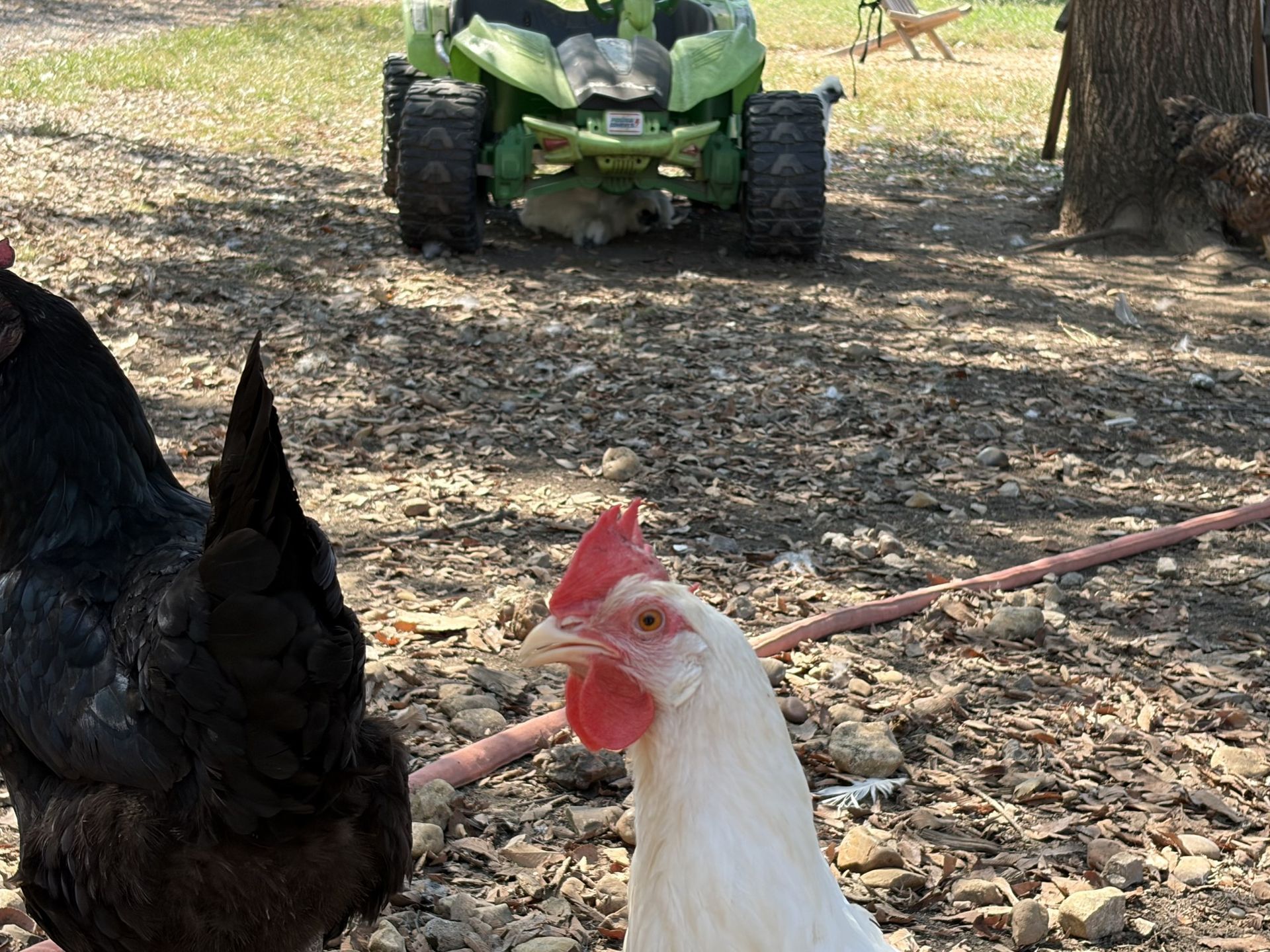 Chickens enjoying the shade around the farm
