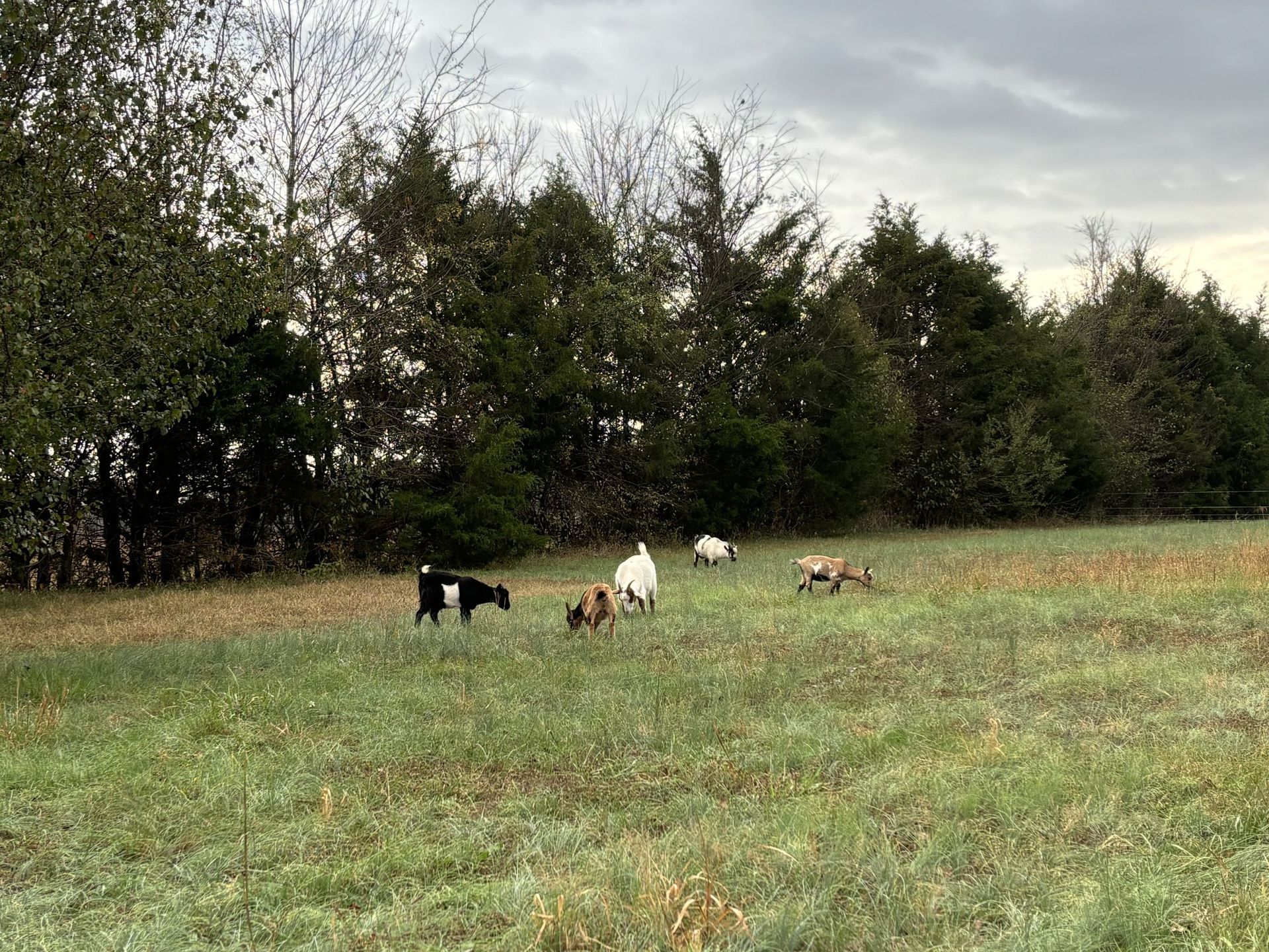 Goats grazing in a green pasture bordered by trees