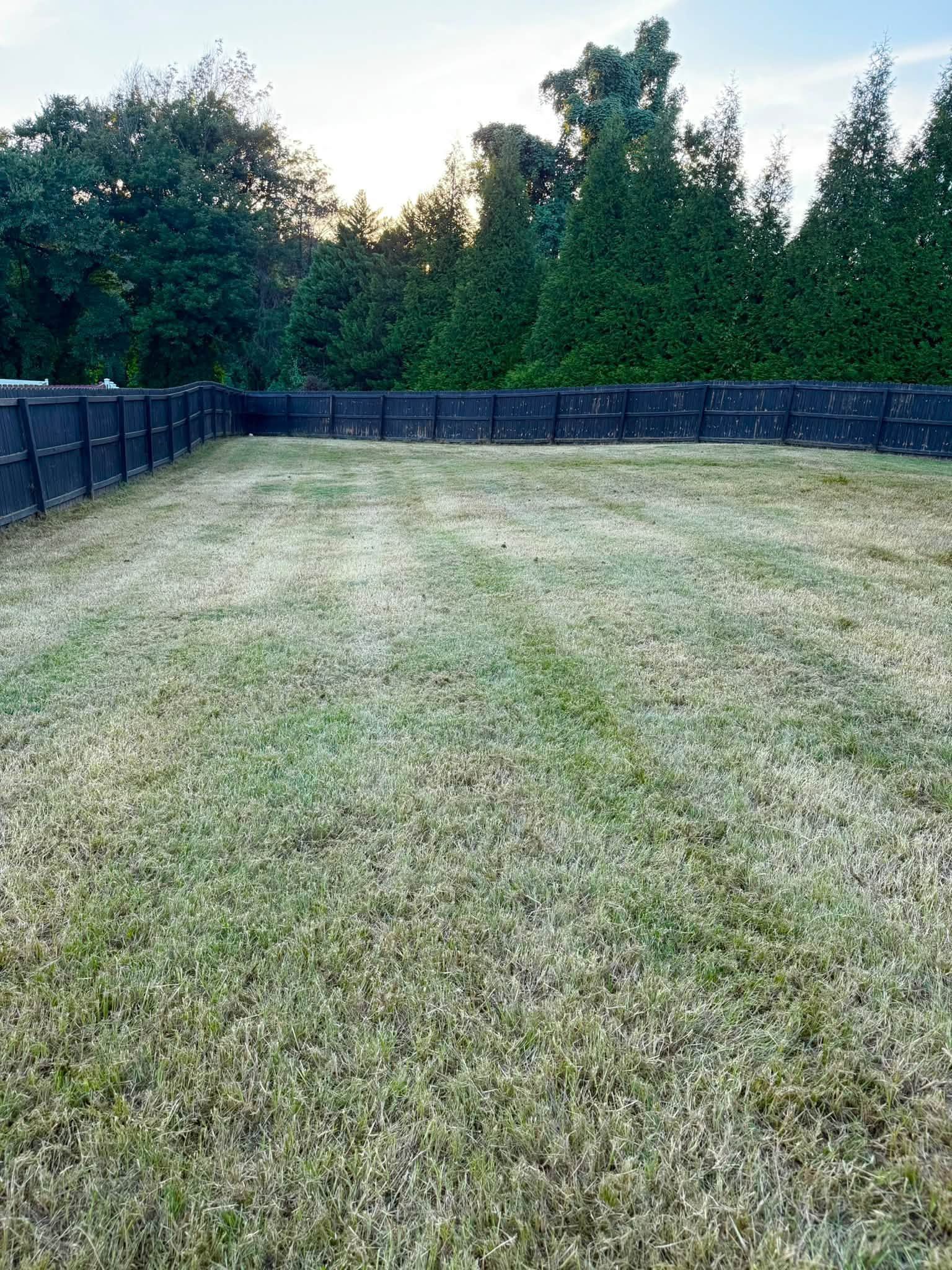 Grassy backyard with black fence and tall trees at dusk