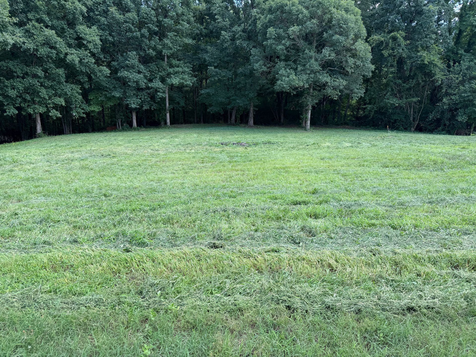 Grassy clearing bordered by dense green trees under an overcast sky