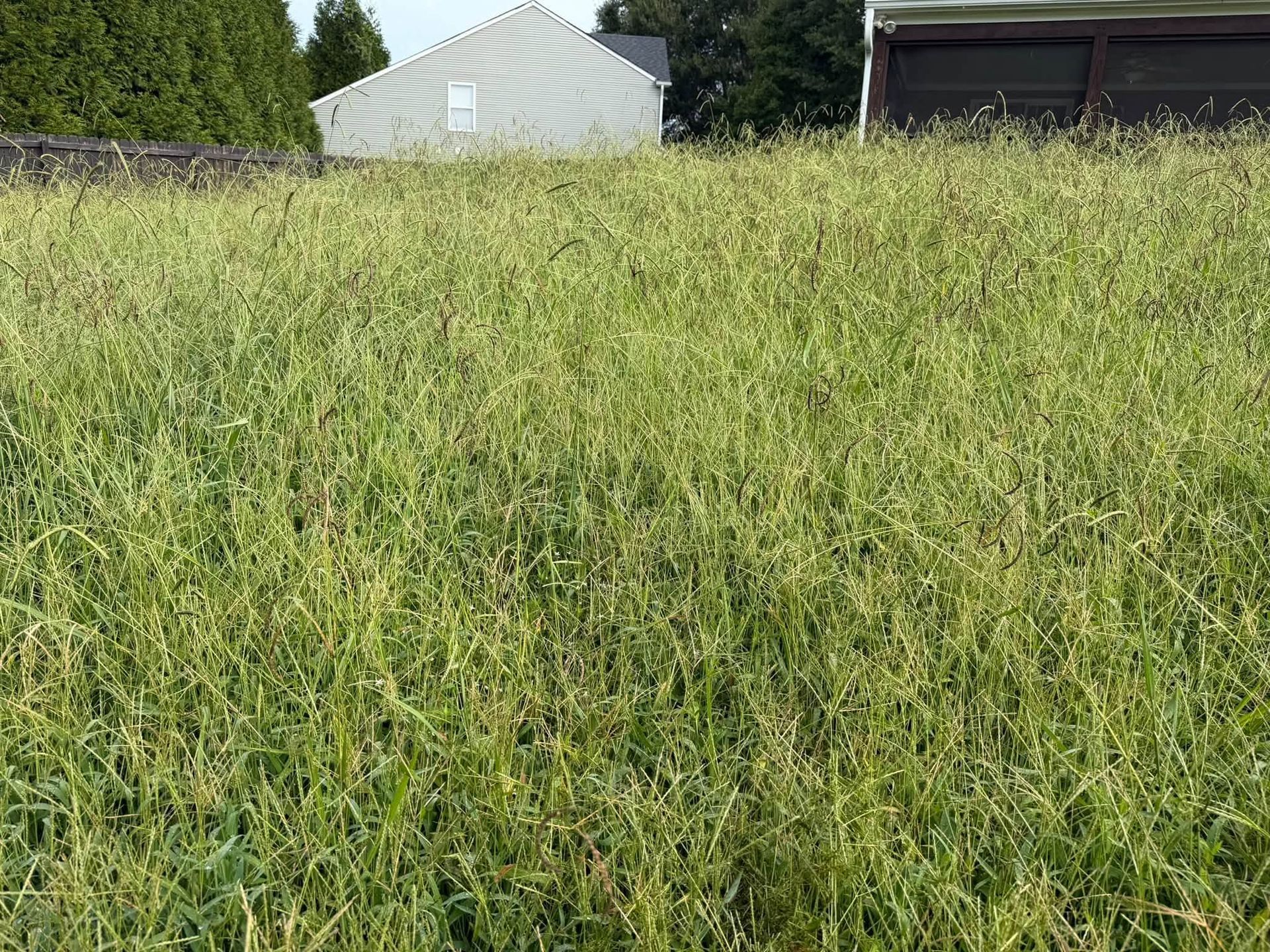 Overgrown grassy field with houses in the background