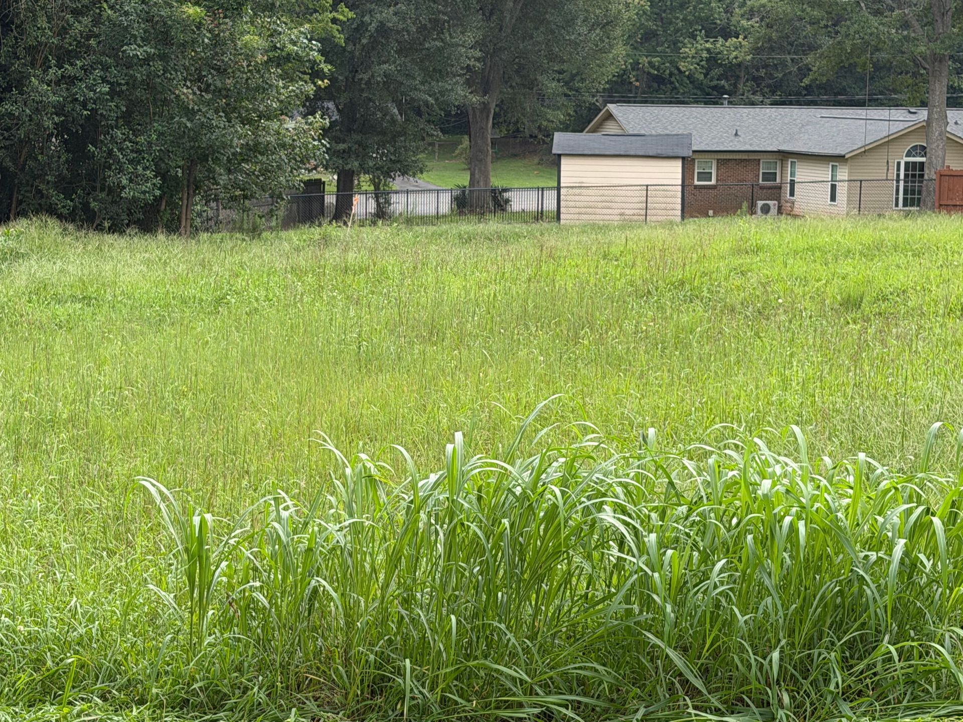 Overgrown grassy field with trees and a small house in the background
