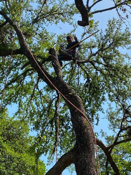 tree services 5