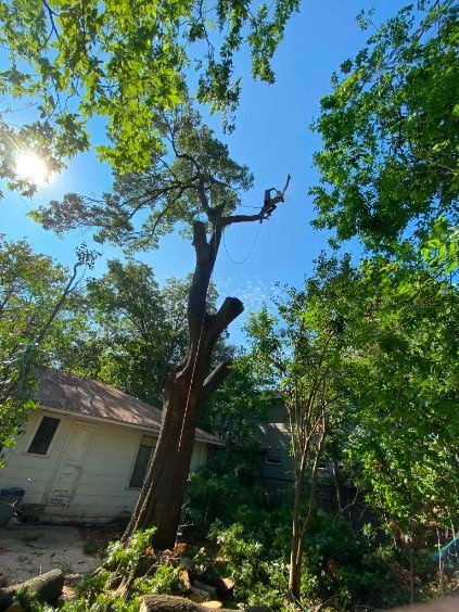 tree services 4