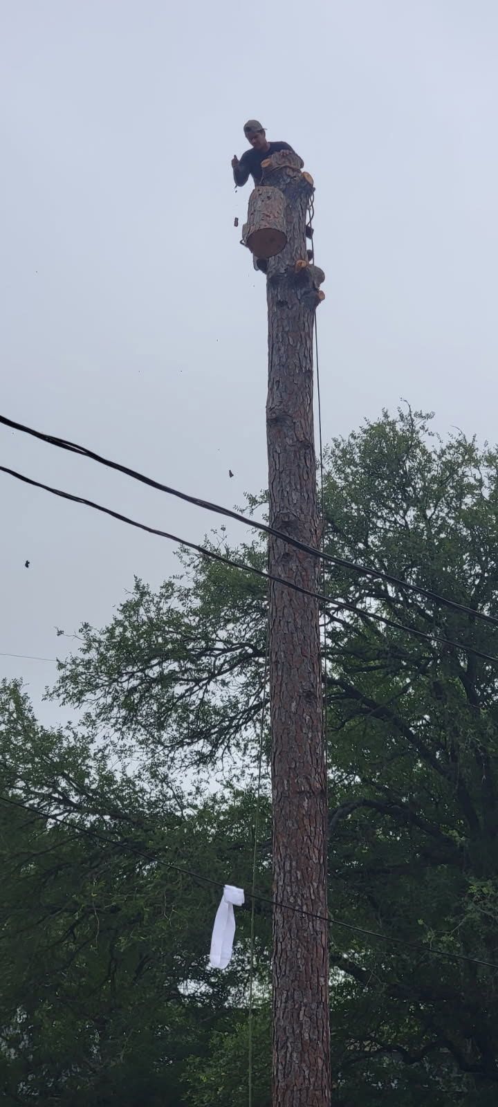 tree services 3