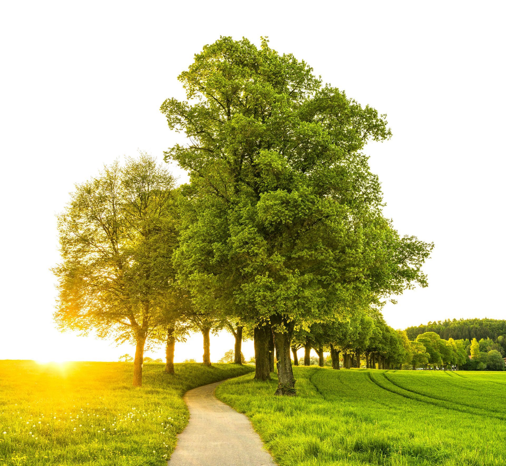 Green trees