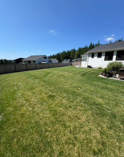 Lush green lawn in a backyard with a white house, wooden fence, and blue sky.
