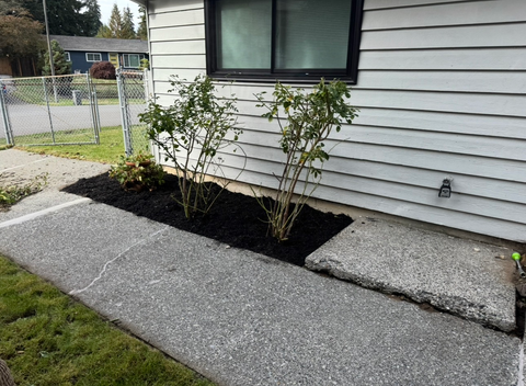 Concrete walkway with flower bed, dark mulch, and plants next to a house with white siding.