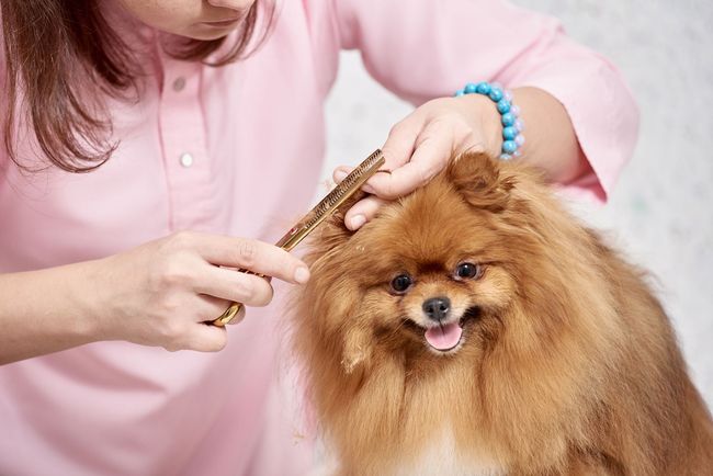 ESTÉTICA CANINA PROFESIONAL