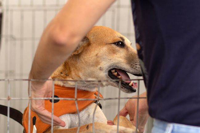 GUARDERÍA PARA PERROS
