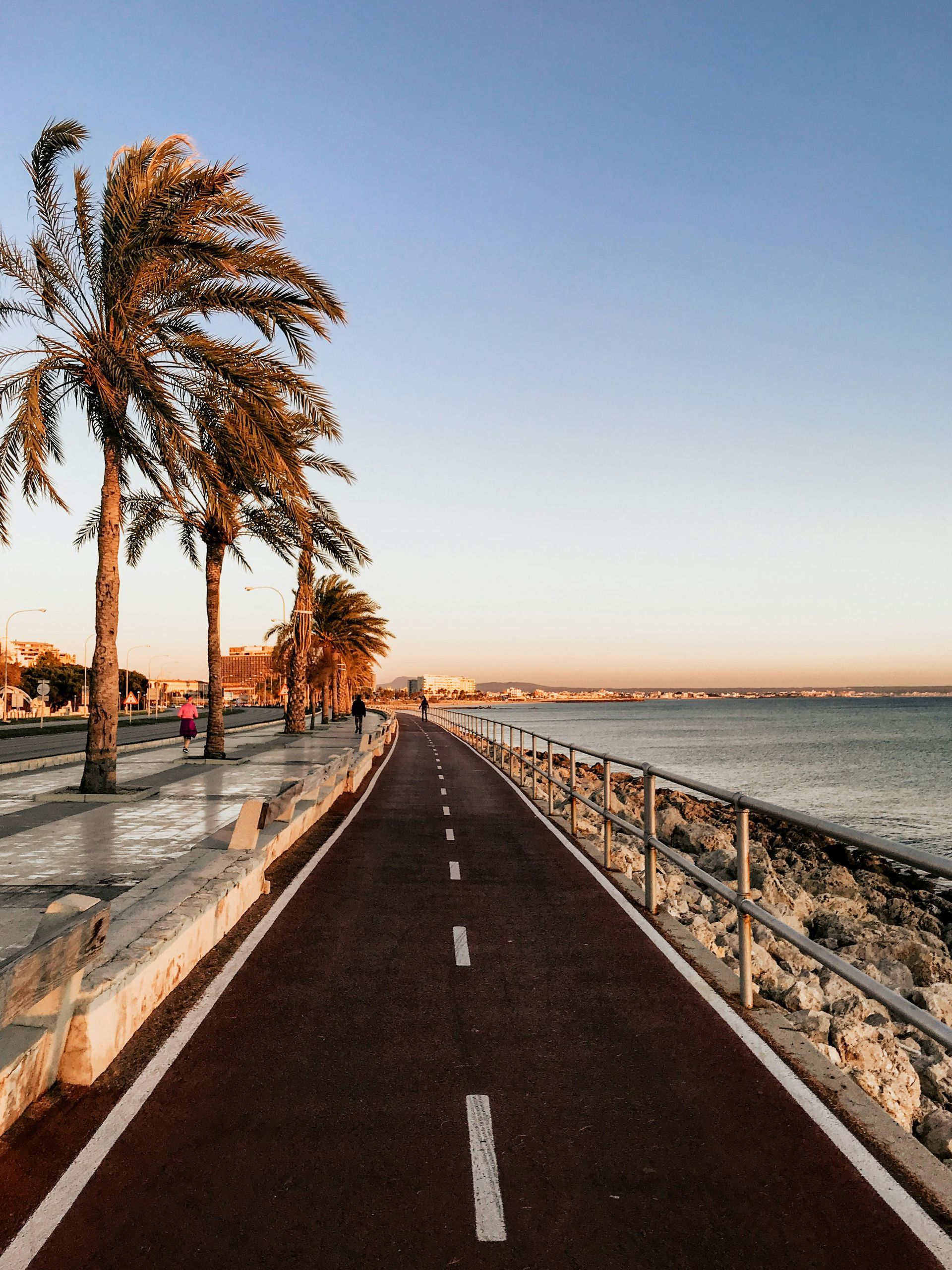 Sunset along a seaside promenade with palm trees, a bike lane, and calm water to the right