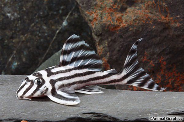 zebra altimira (l-46) plecostomus For Sale