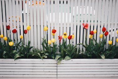 Newly installed picket fences of a mini garden of a residential property owner in Wollongong NSW.