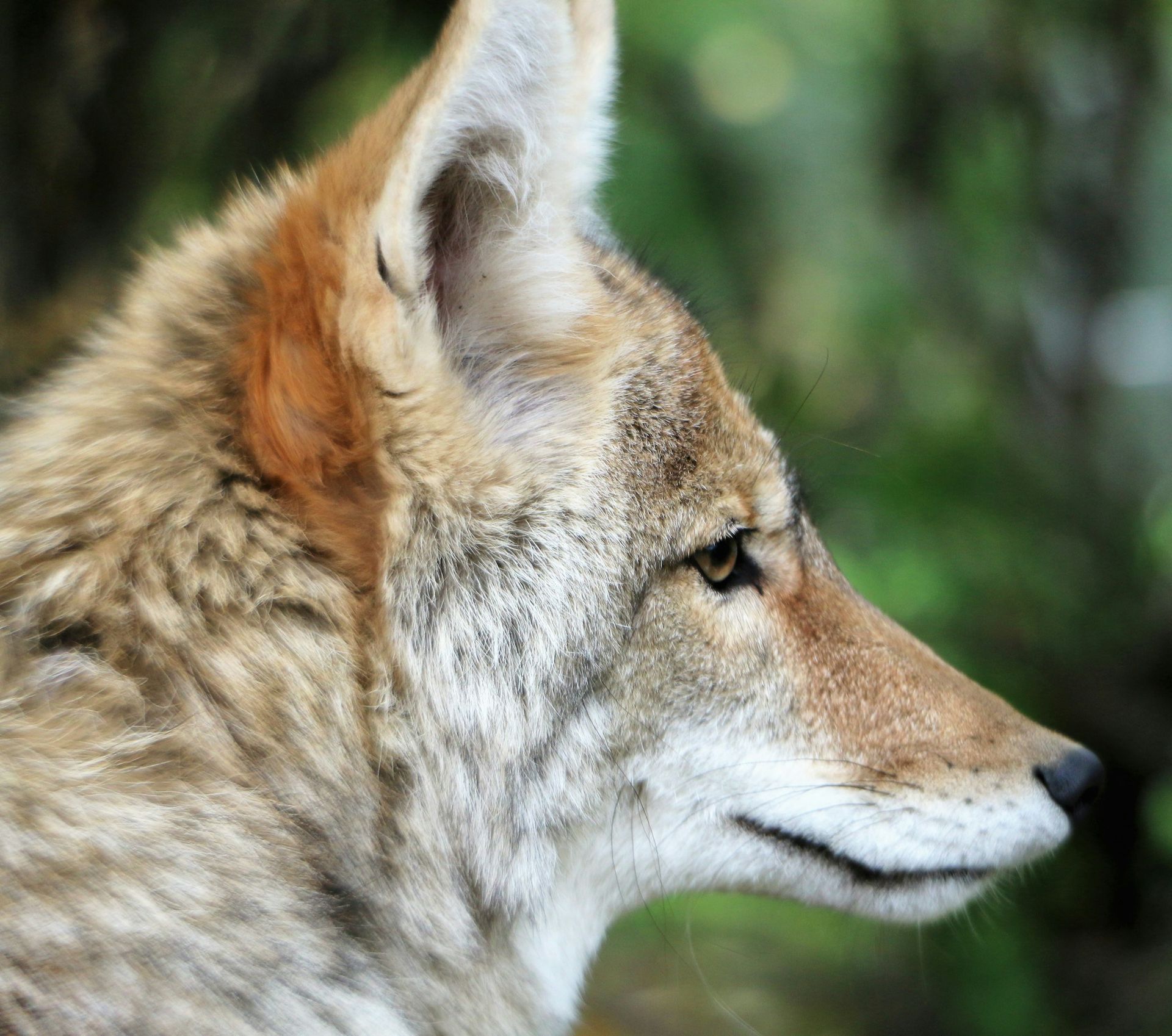 Mexican Gray Wolf'S Comeback: Impact On Coyote Populations - zzc0k79