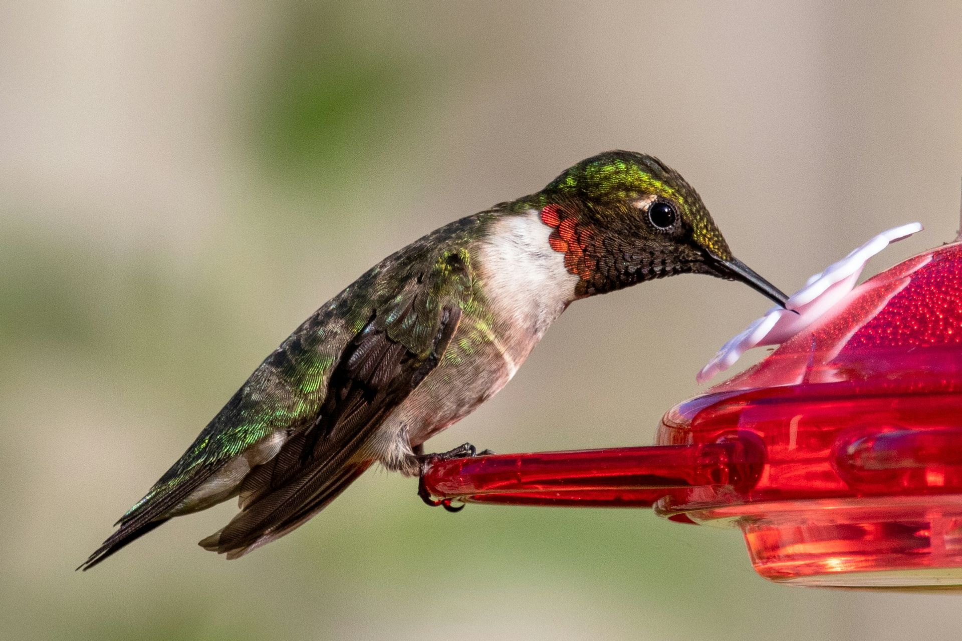 Hummingbird