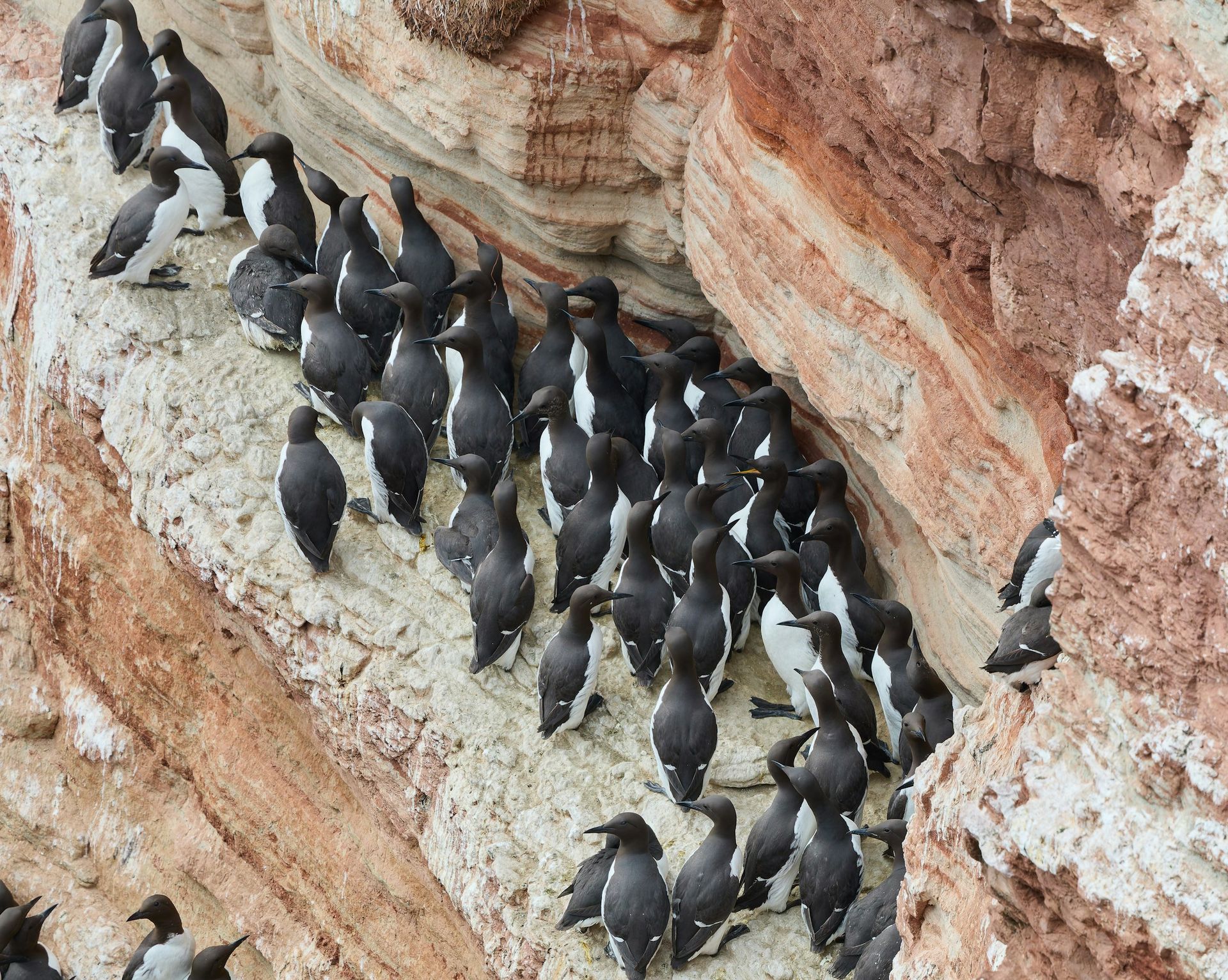 Muree Insect Murre