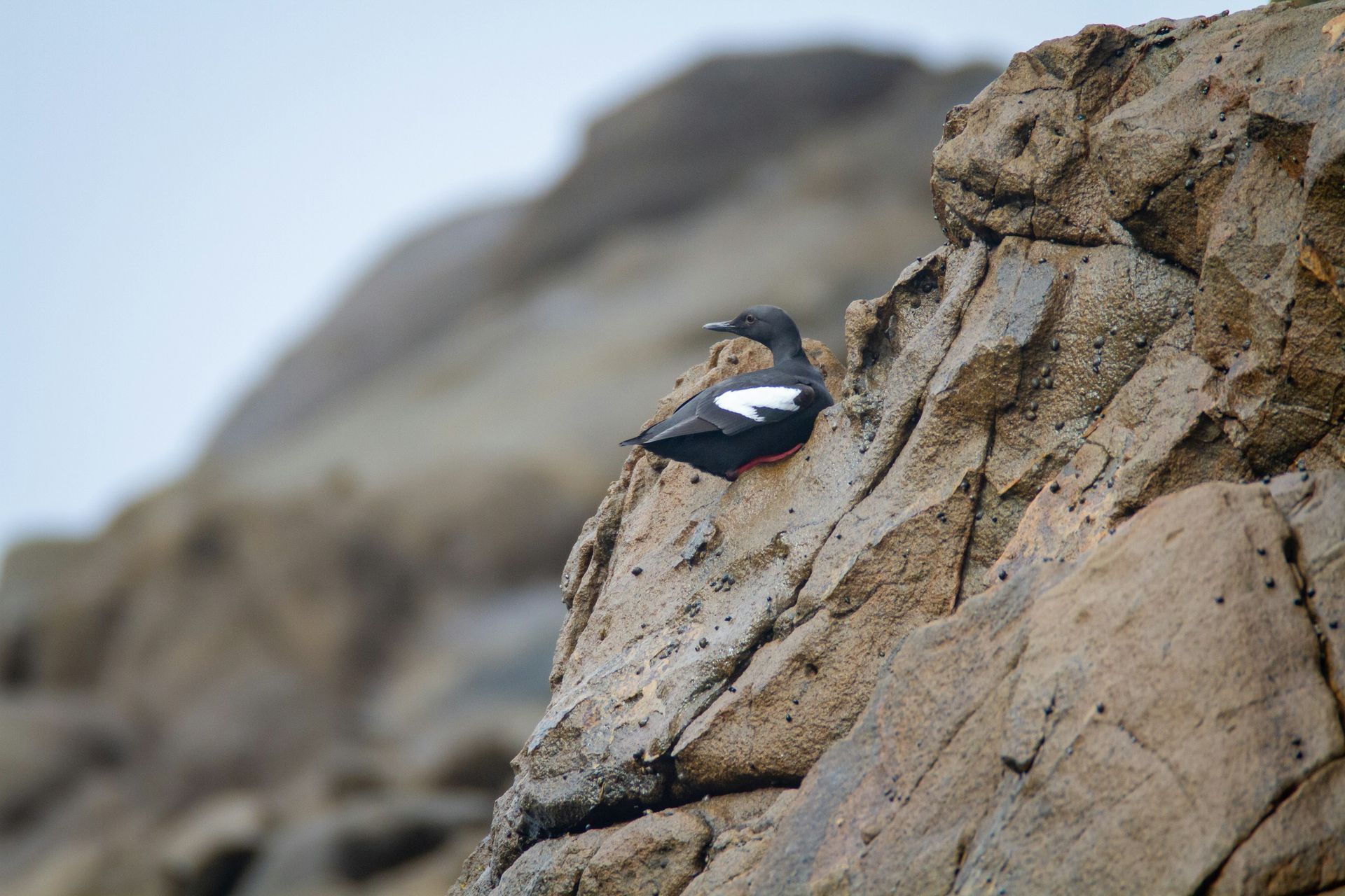 Muree Insect Murre